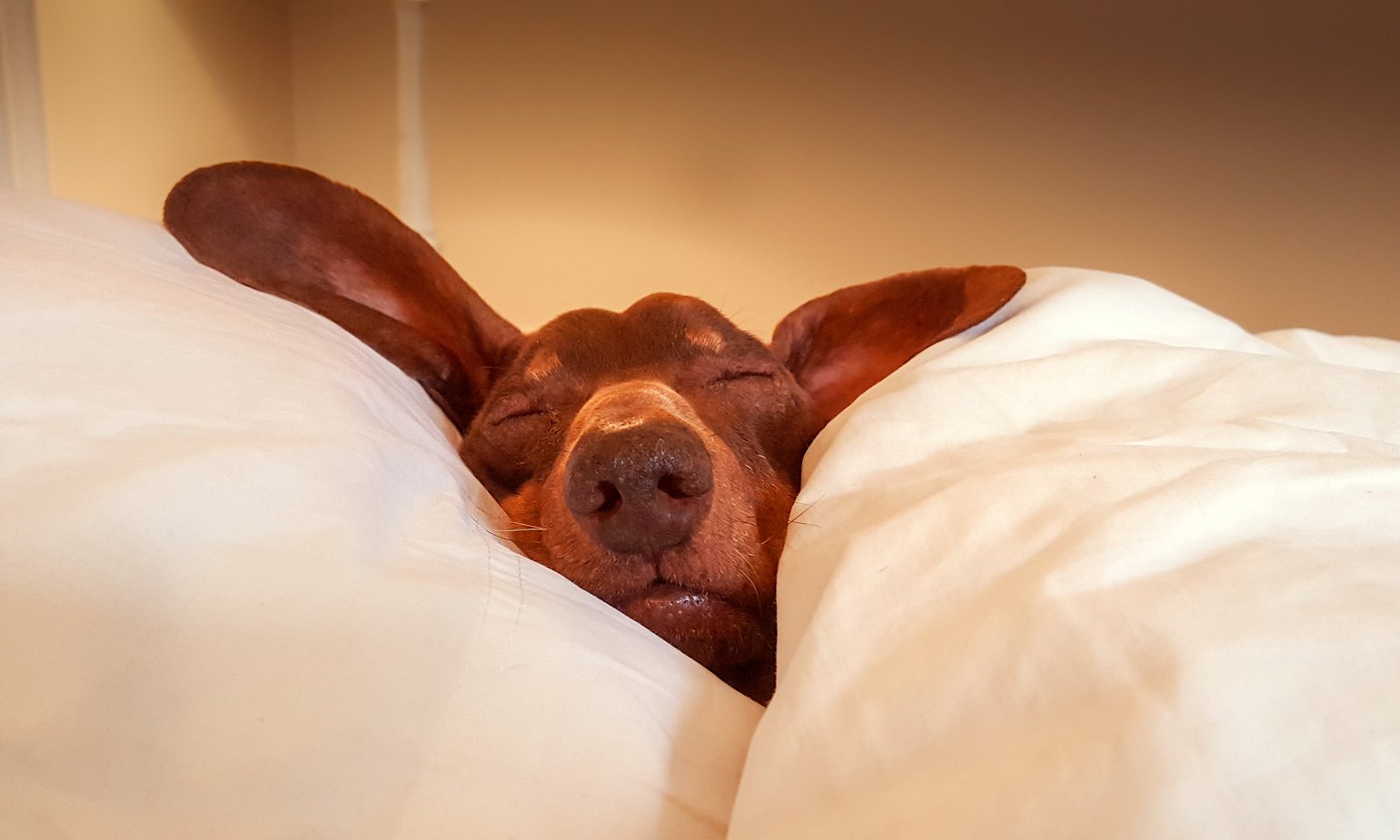 dog-asleep-in-bed