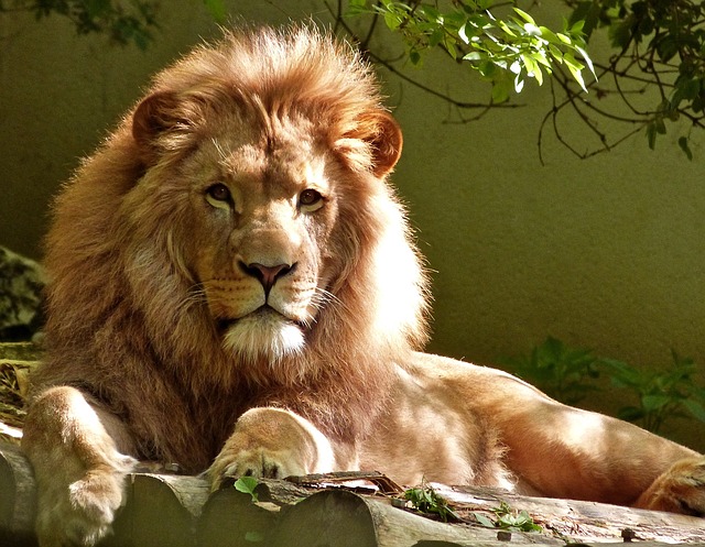 Samec leva s obrovskou hrivou leží pokojne na skale